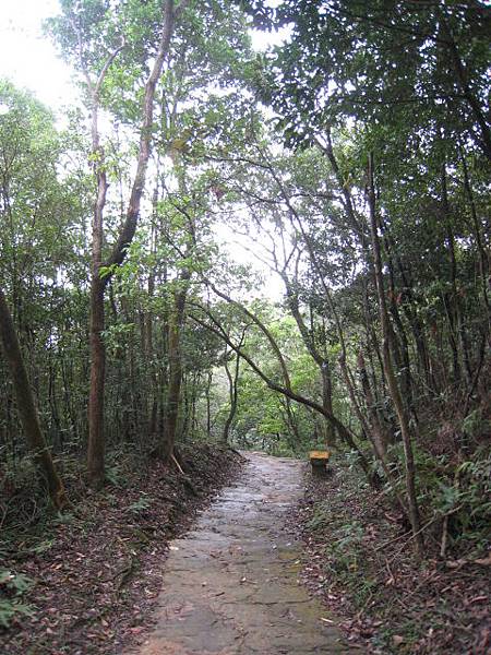 金面山步道~十一月的攝影寫真