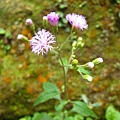 陽明山~花系列隨拍(十一月)