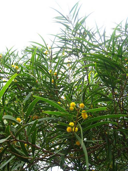 陽明山~花系列隨拍(十一月)