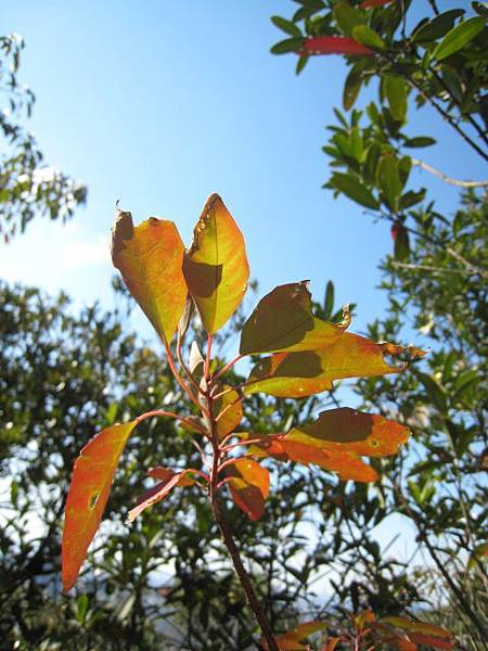 金面山步道~隨拍