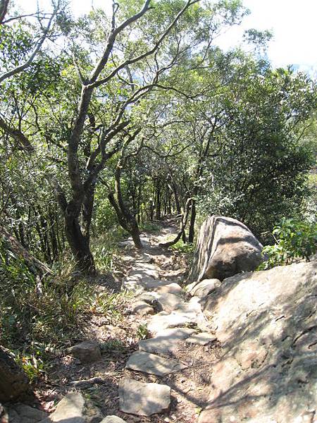 金面山步道~隨拍