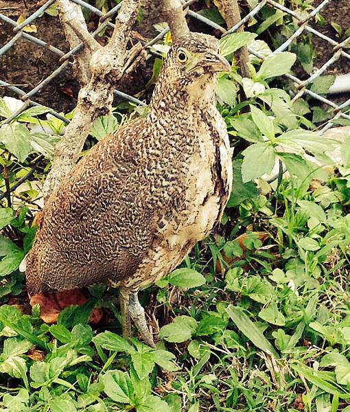 黑冠麻鷺亞成鳥