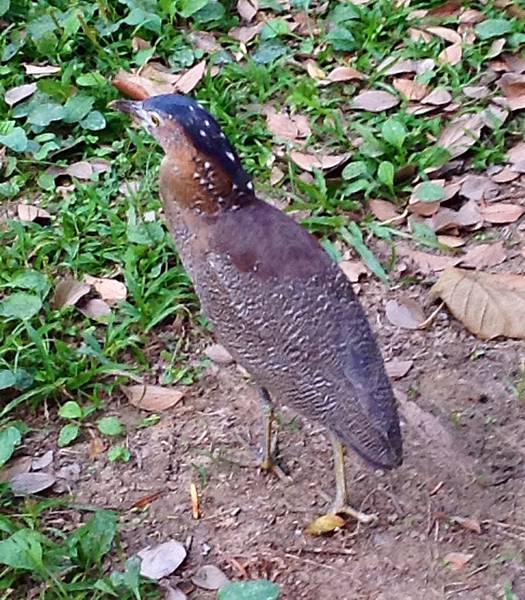 黑冠麻鷺亞成鳥