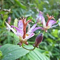 山油點草