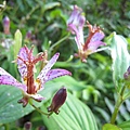 山油點草