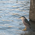 碧湖公園~湖光景色