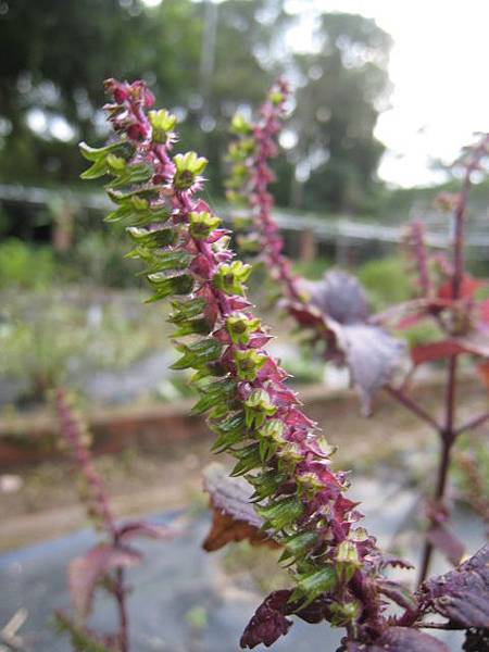 植物園隨拍 2 紫蘇 花 我的生活綜合 痞客邦