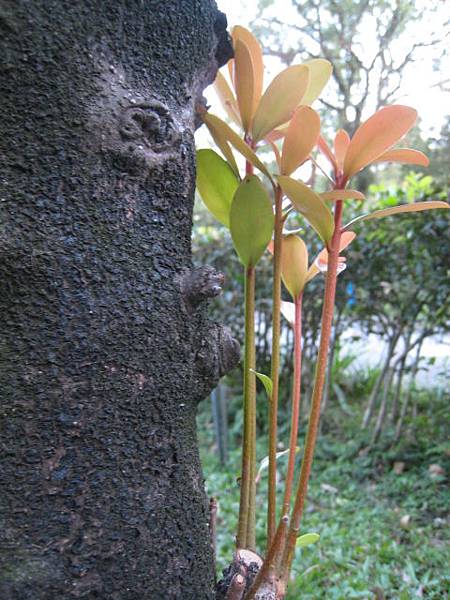 植物園隨拍~2