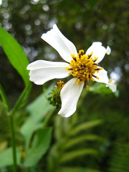 大白花鬼針草