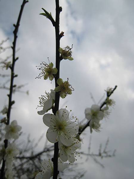 梅花