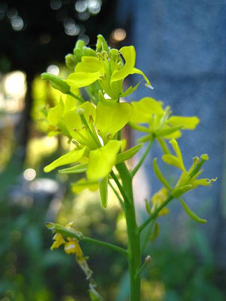 芥菜(十字花科)~花