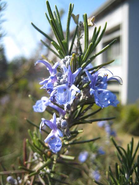 迷迭香~花