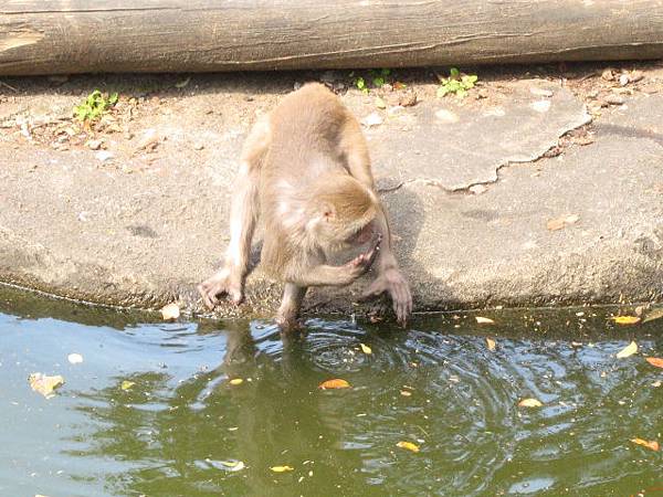 台灣獼猴