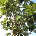 多果木瓜樹