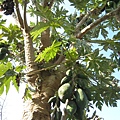 多果木瓜樹