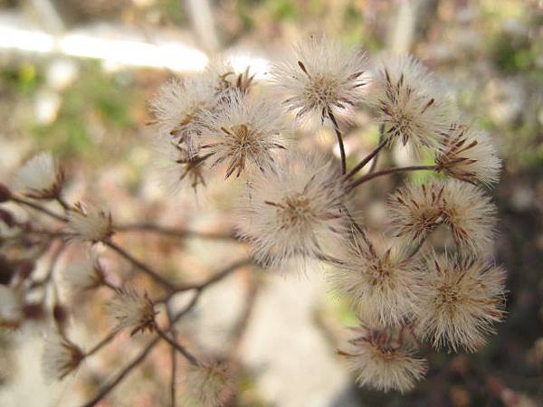 東成河~花草隨拍