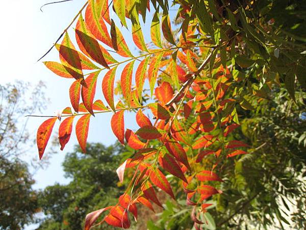 東成河~花草隨拍