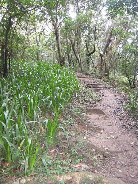 白鷺鷥山~親山步道~隨拍