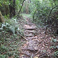 白鷺鷥山~親山步道~隨拍