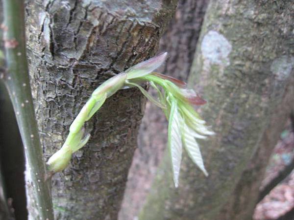 3月植物生態~隨拍