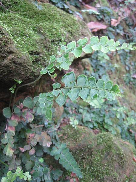3月植物生態~隨拍