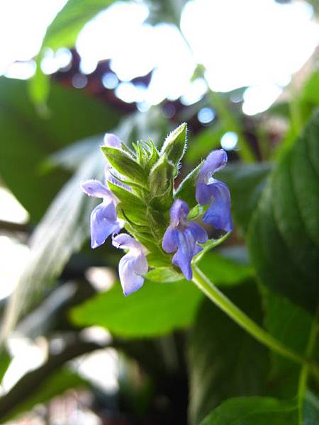 野生原種鼠尾草