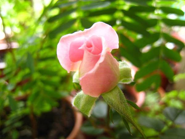 粉紅玫瑰
