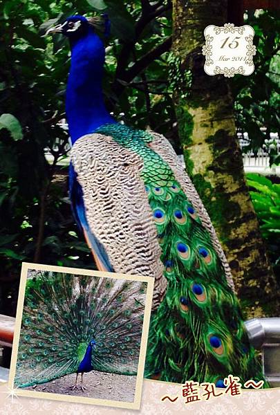 藍孔雀
