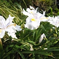 日本鳶尾花