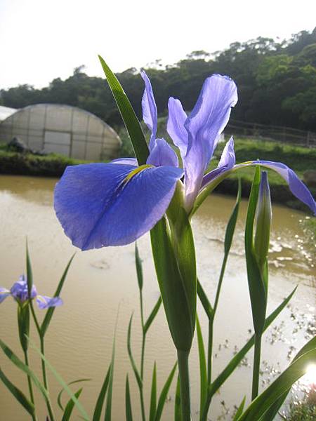 鳶尾花