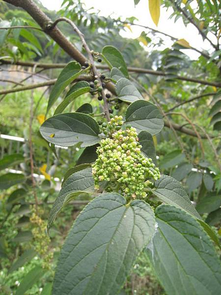 植物隨拍