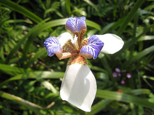 巴西鳶尾花