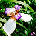 巴西鳶尾花