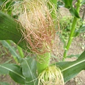 玉米穗