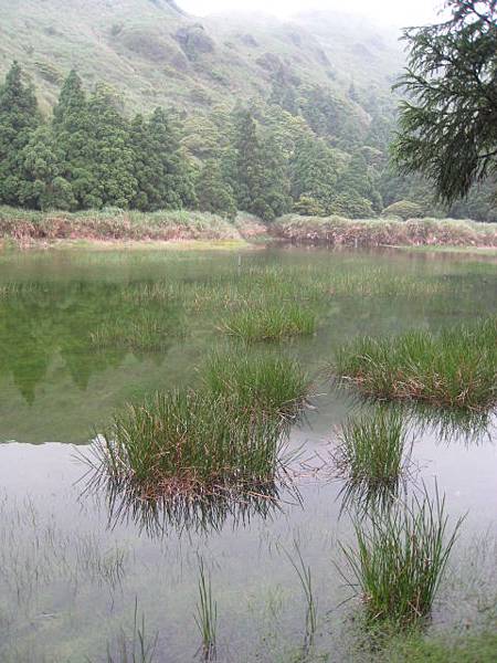 夢幻湖與台灣水韭