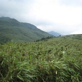 箭竹林步道~隨拍