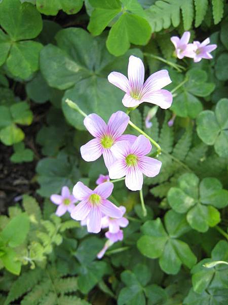 紫花酢醬草