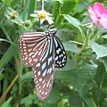 小紋青斑蝶