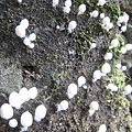 白野菇