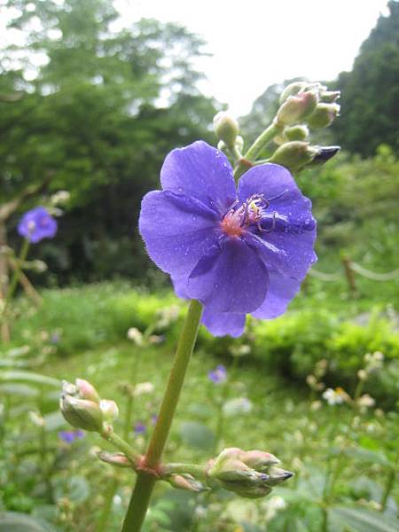 銀絨野牡丹