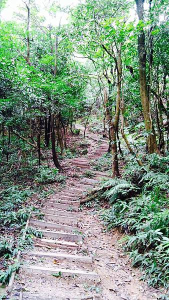 金面山步道～隨拍