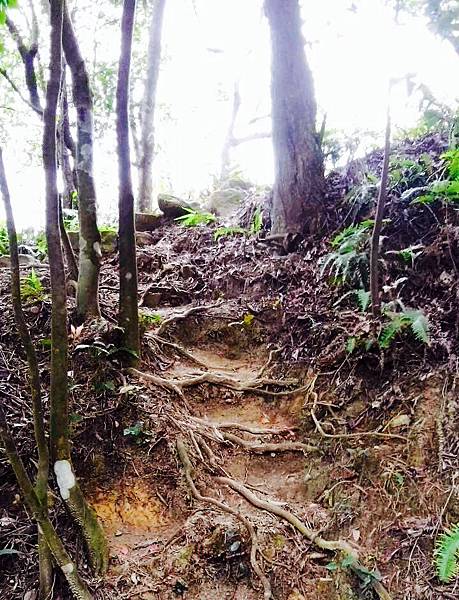 金面山步道～隨拍