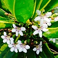 草海桐