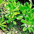 草海桐