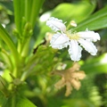 草海桐