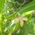 草海桐