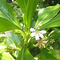 草海桐