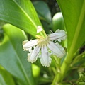 草海桐