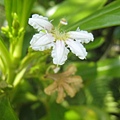 草海桐
