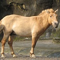 蒙古野馬